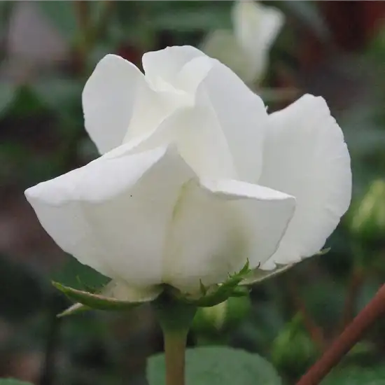 Rosa Ida Klemm - alb - trandafiri târâtori și cățărători, Rambler